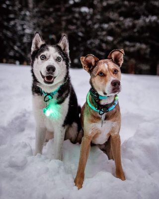 🚦Ať se vám kámoš ve tmě nezatoulá🦮🐈. . 🌗Nabíjecí LED bezpečnostní obojek Nite Ize NiteHowl Disc-O Select . #traveldog #dog...